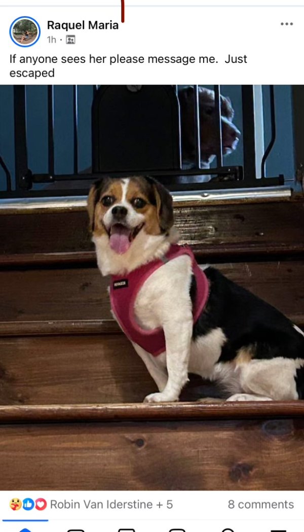 Lost Beagle in Stockholm, NJ