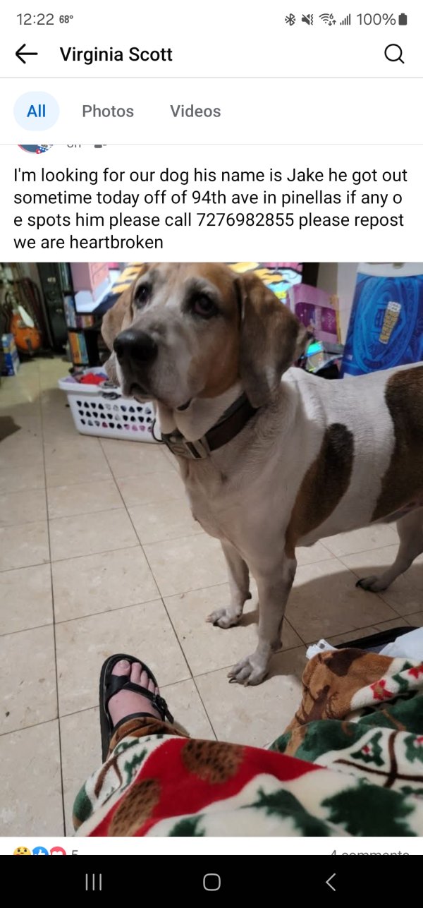 Lost Treeing Walker Coonhound in Pinellas Park, Florida