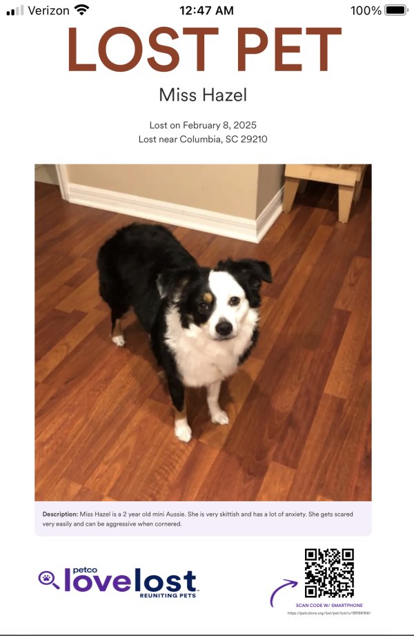 Lost Australian Shepherd in Columbia, SC