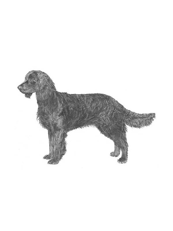 Found American Water Spaniel 