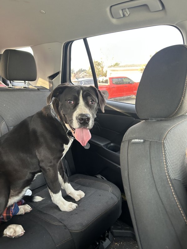 Found Pit Bull in West Covina, CA