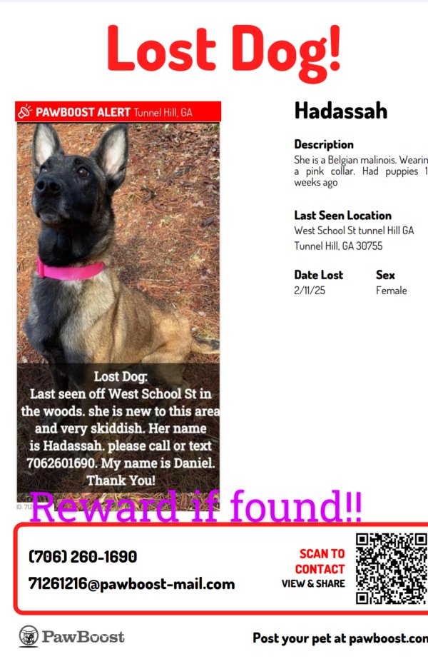 Lost Belgian Malinois in Tunnel Hill, GA