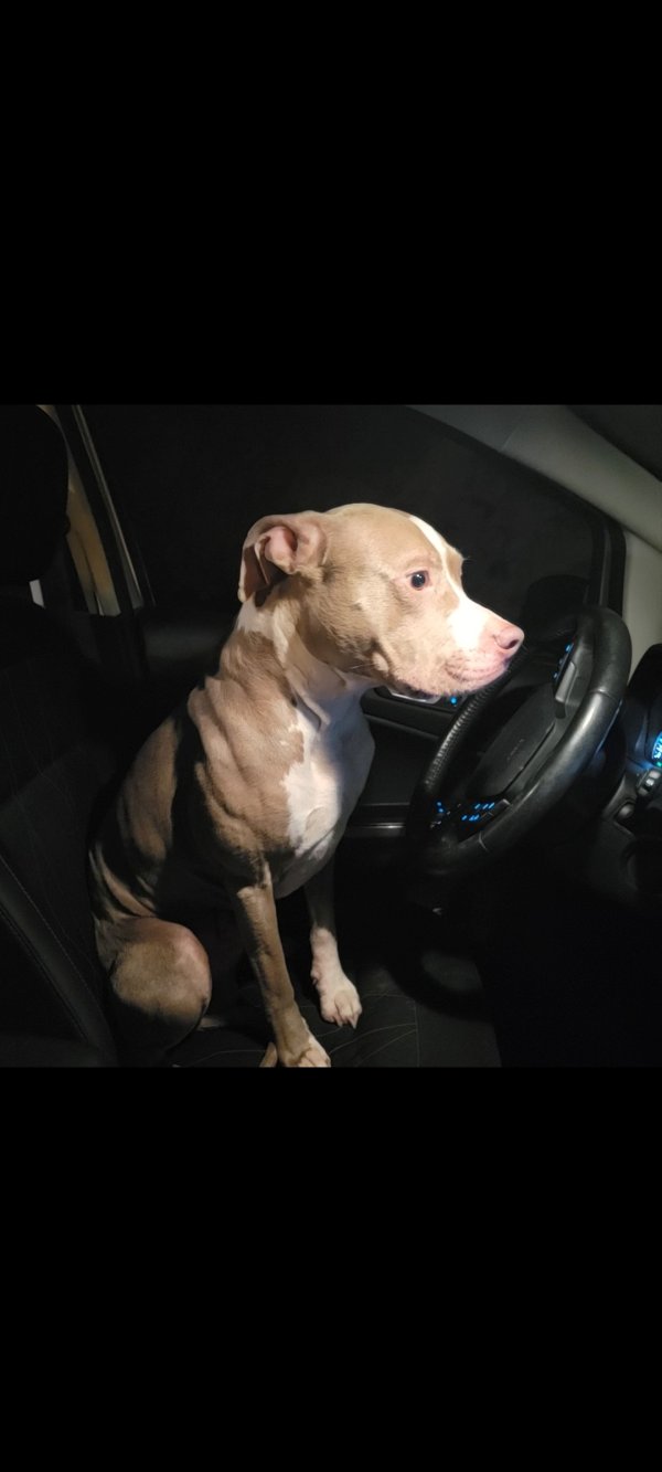 Found Pit Bull in Creston, CA