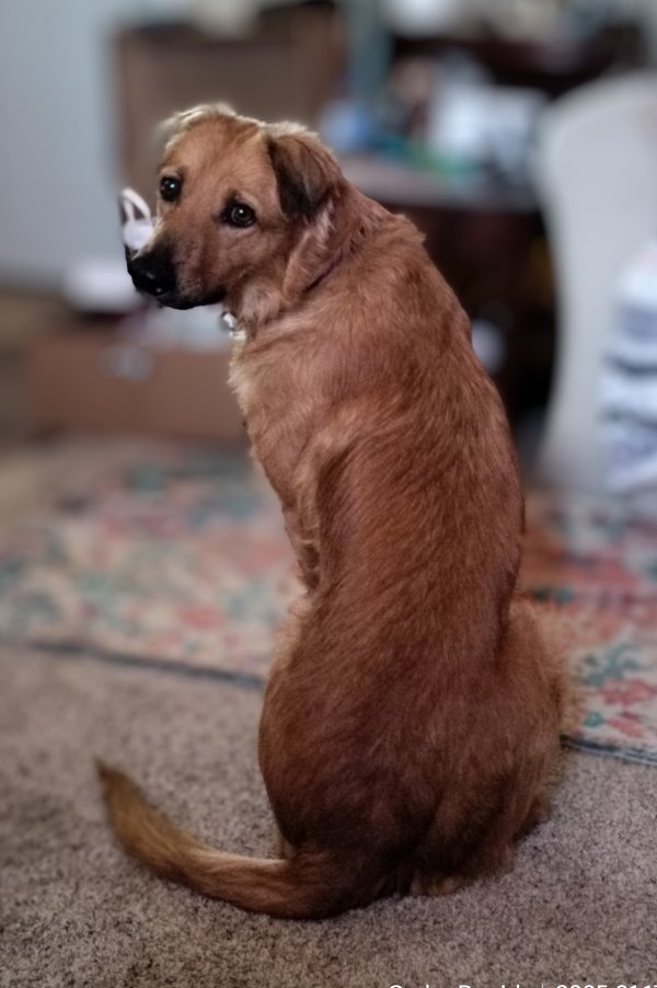 Lost Golden Retriever in Iowa
