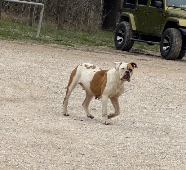 Found Boxer in Dallas, TX