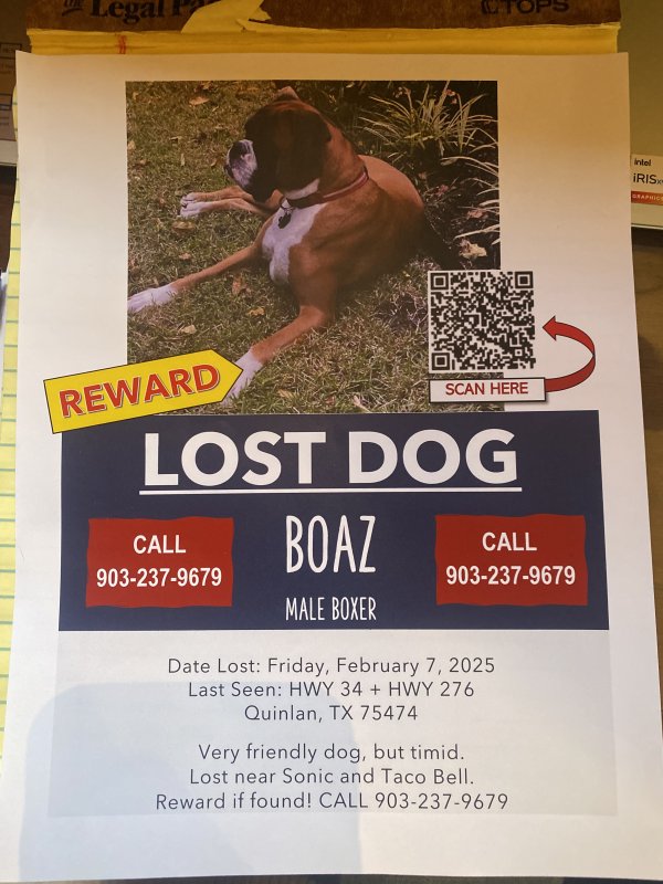 Lost Boxer in Quinlan, TX