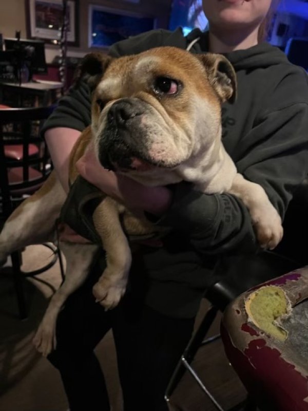 Found English Bulldog in Huntington, WV