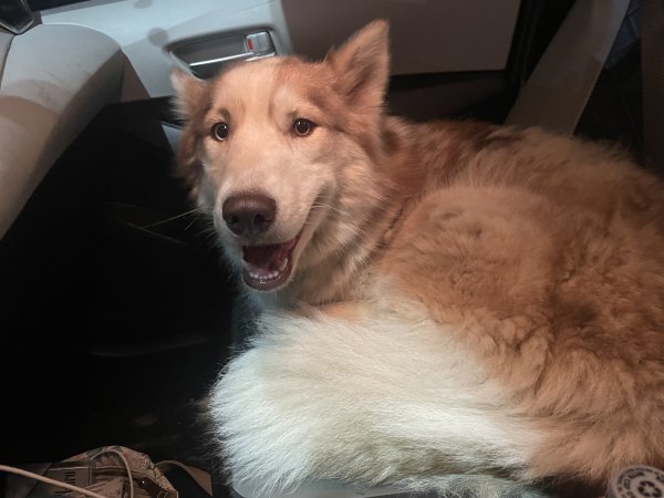 Lost Siberian Husky in Jemison, AL