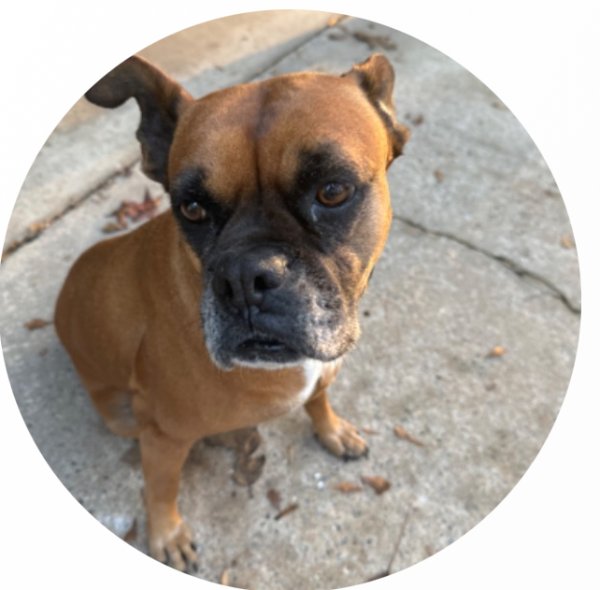 Lost Boxer in Williamston, SC