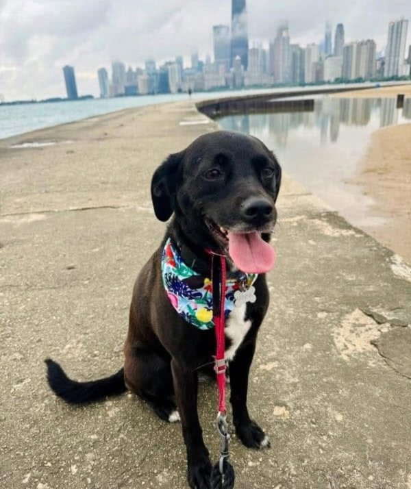 Lost Mutt in Chicago, Illinois