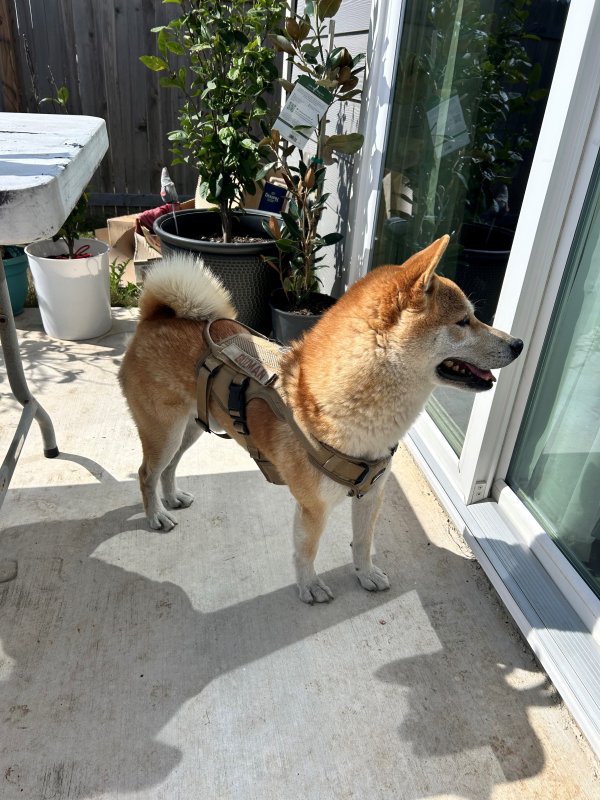 Found Shiba Inu in Plano, Texas