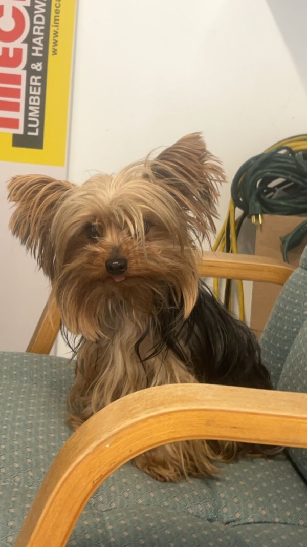 Stolen Yorkshire Terrier in Miami Gardens, FL