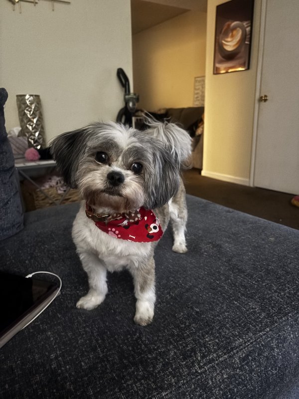 Lost Yorkshire Terrier in South Carolina