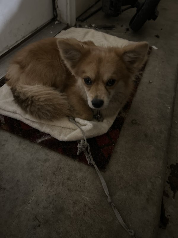 Found Pomeranian in Houston, TX