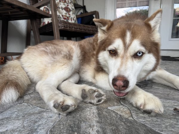 Found Siberian Husky in Florida