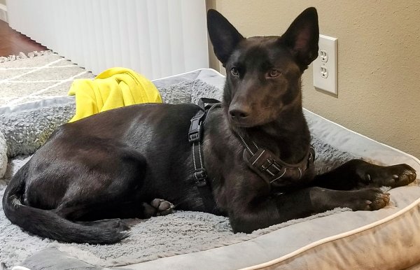 Lost Belgian Malinois in Hayward, CA