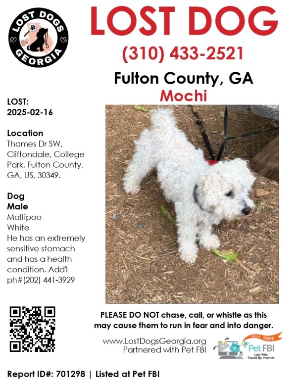 Lost Maltese in Georgia