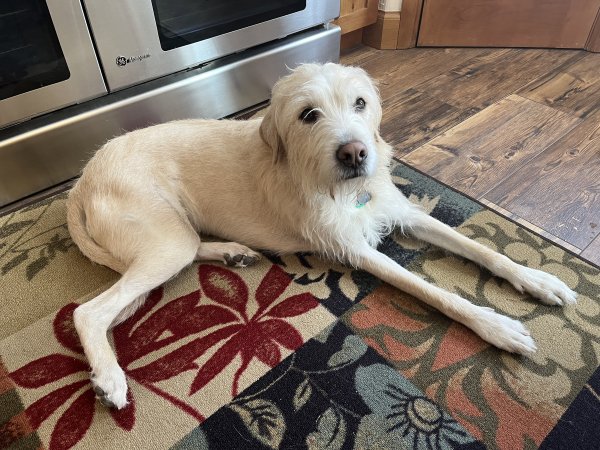 Lost Mutt in Park City, UT