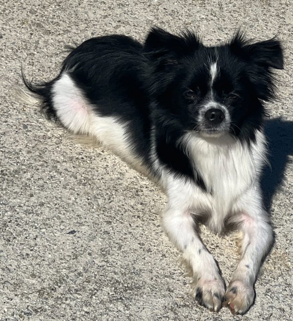 Found Papillon in Ellenwood, GA