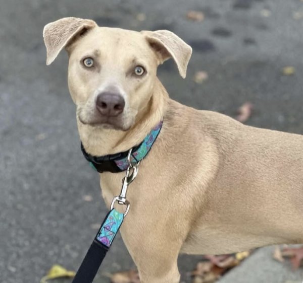 Lost Mutt in Leonia, NJ