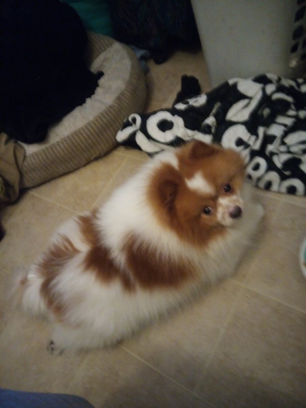 Stolen Pomeranian in Sacramento, CA