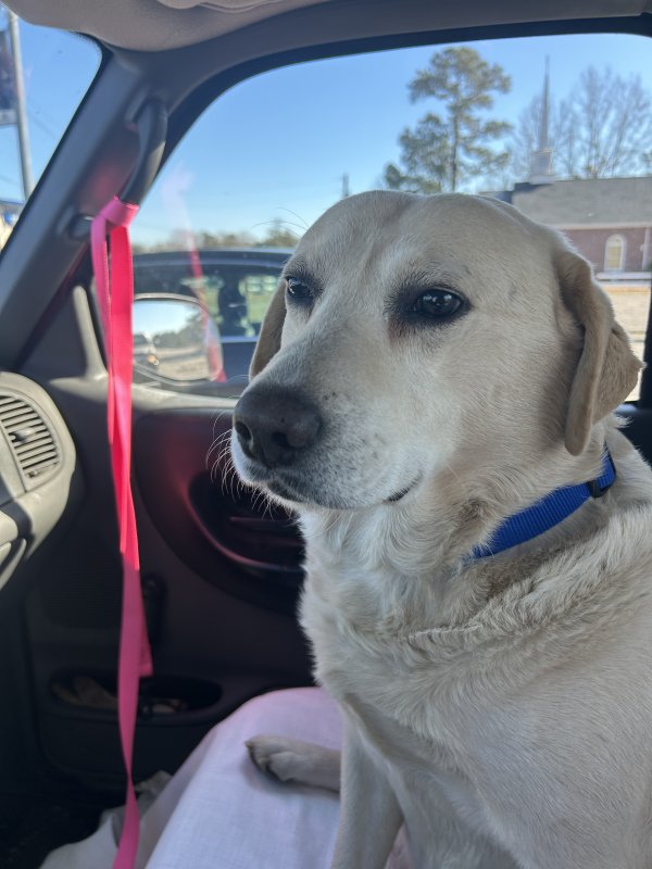 Lost Labrador Retriever in South Carolina