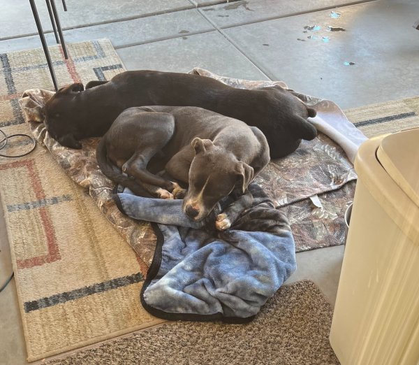 Found Pit Bull in Avondale, AZ