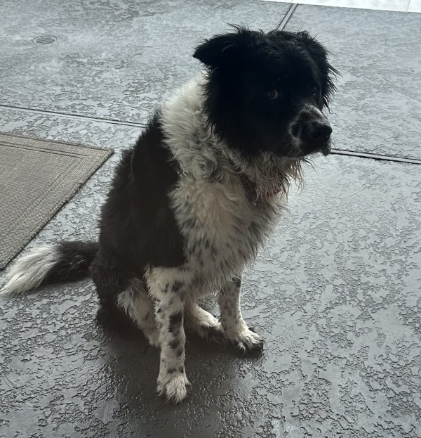 Found Great Pyrenees in Texas