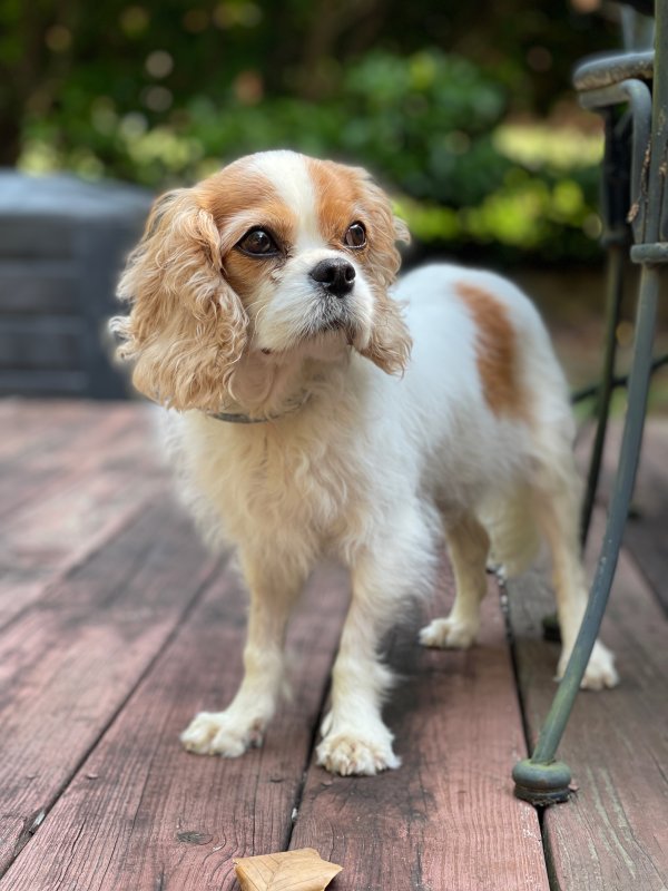 Lost Cavalier King Charles Spaniel in Georgia