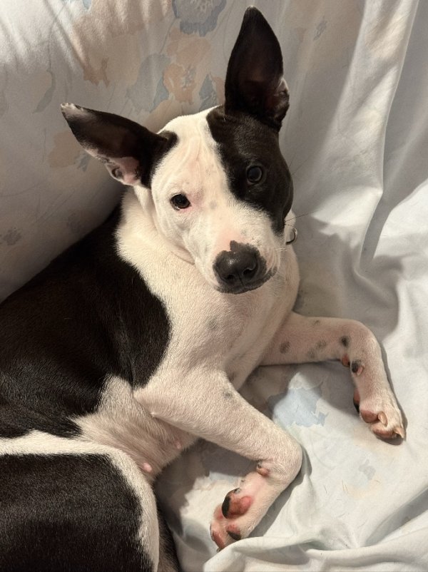 Lost Mutt in Florida