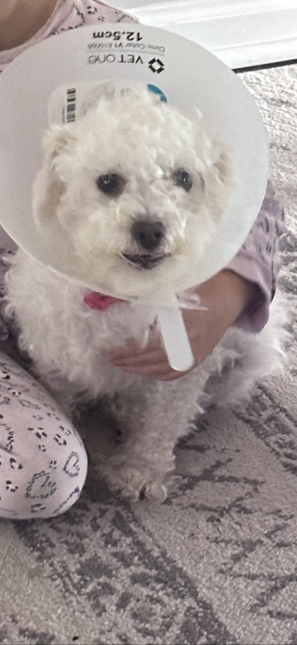 Lost Poodle in Tennessee