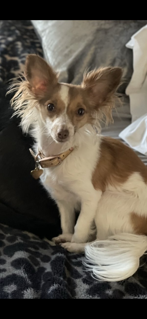 Stolen Papillon in Aurora, CO