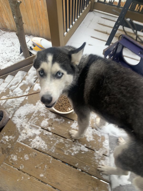 Lost Siberian Husky in Albertville, MN