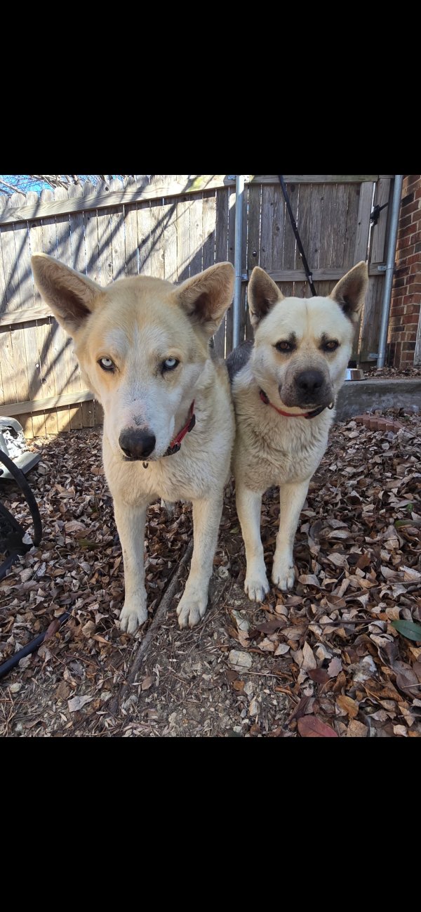 Found Akita in Texas