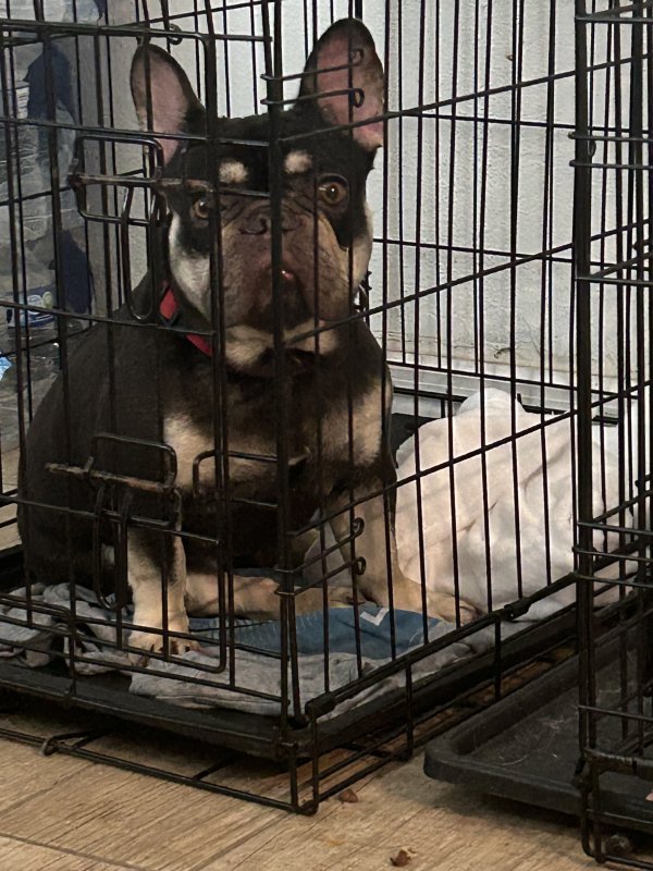 Lost French Bulldog in Florida