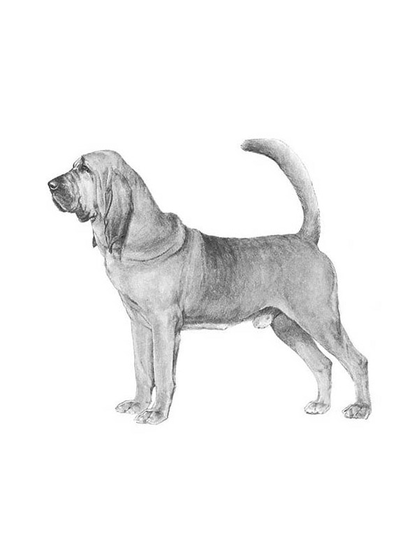 Lost Bloodhound in Tennessee