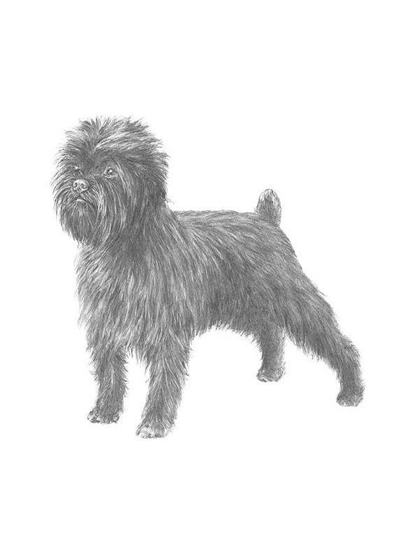 Found Affenpinscher in San Francisco, California