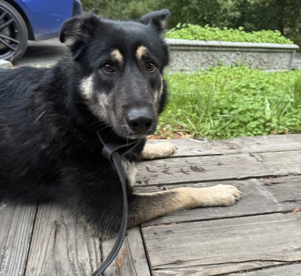 Found German Shepherd Dog in Los Gatos, CA