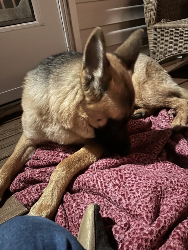 Found German Shepherd Dog in Senoia, GA