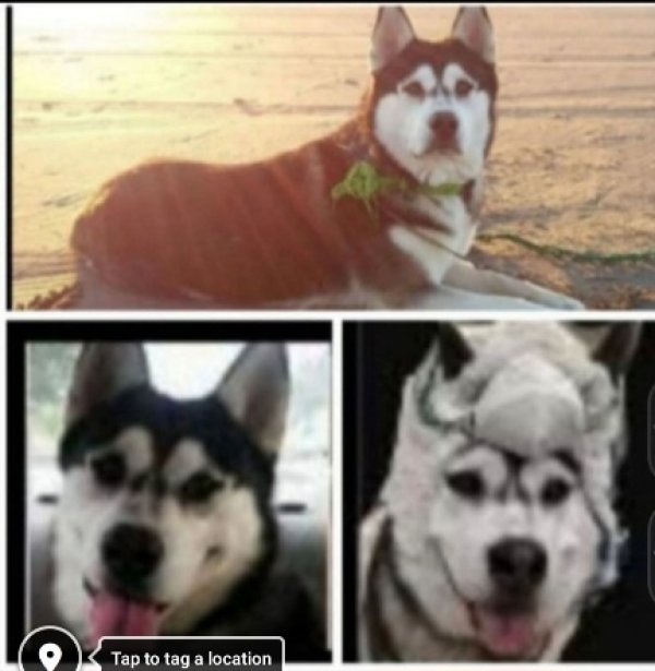 Lost Alaskan Malamute in Marysville, WA