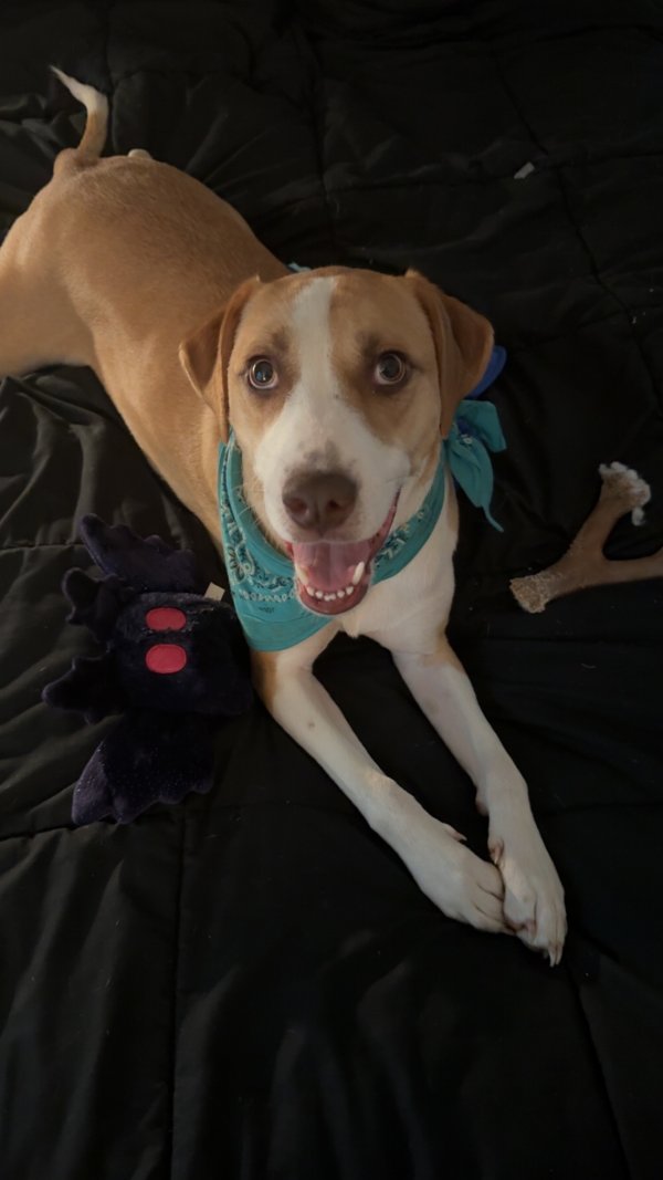 Lost Mutt in Mississippi