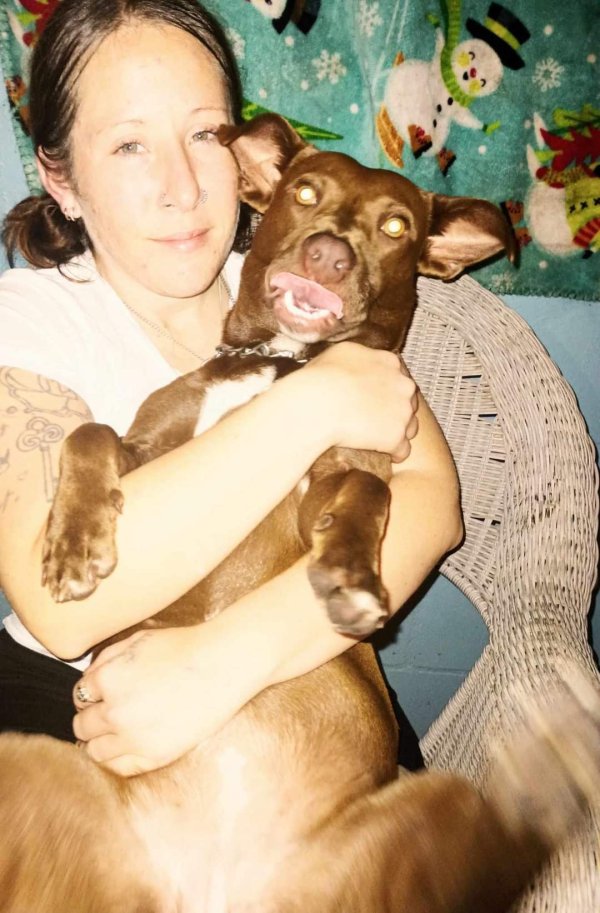 Lost Pit Bull in Tampa, Florida