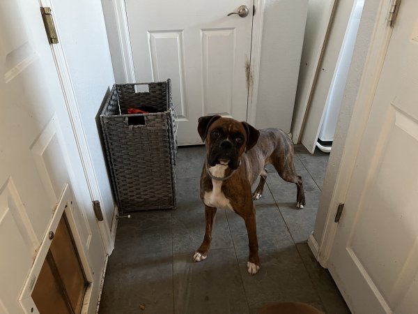 Lost Boxer in Brighton, CO