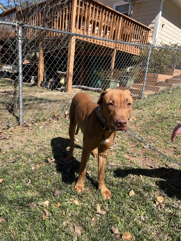 Found Pit Bull in Decatur, Georgia