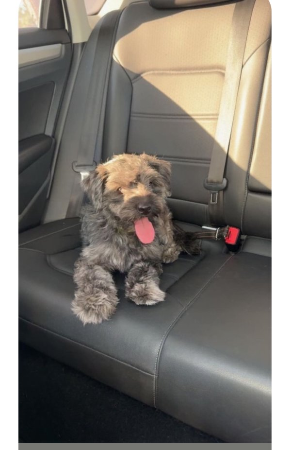 Found Dog in Saint Petersburg, FL