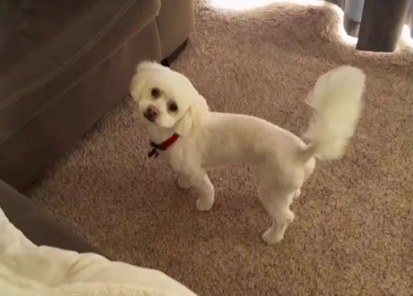 Lost Maltese in Commerce City, CO