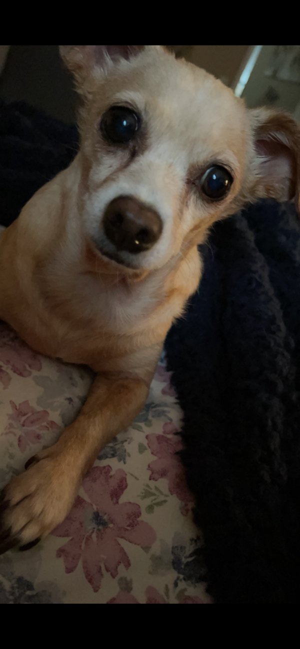 Lost Chihuahua in Texas