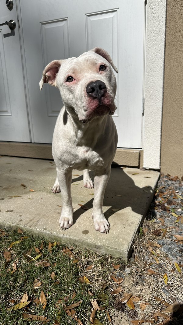 Found Pit Bull in Gainesville, FL