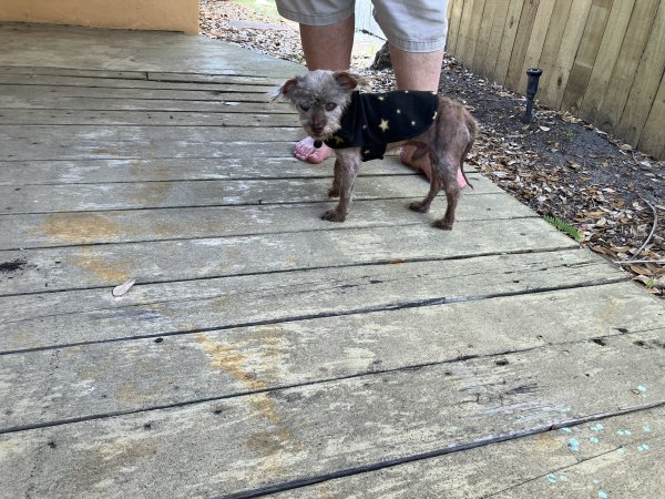 Found Mutt in Saint Petersburg, FL