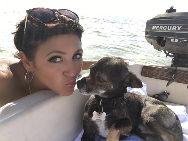 Stolen Chihuahua in New Port Richey, FL